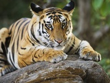 Bengal Tiger Cub Lying on Rock