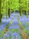 Path and Bluebells in Forest