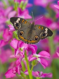 Buckeye Butterfly