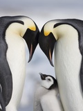 Emperor Penguins and Chick in Antarctica