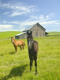 Horses and Barn in Prairie