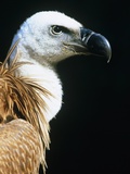 Proud Griffin