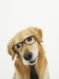 Golden Retriever Wearing Eyeglasses and Necktie