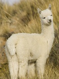 Baby Llama