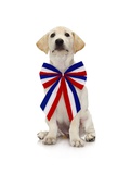 Lab Puppy Wearing Patriotic Bow Tie