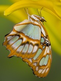 Malchite Butterfly on Petal of Yellow Asiatic Lily