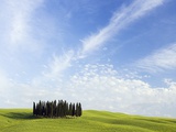 Stand of Cypress Trees in Meadow