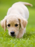 Golden Retriever Puppy Playing Outdoors