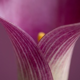 Close-up of Calla Lily