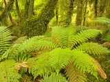 Forest on West Coast of New Zealand's South Island