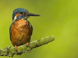 Common Kingfisher Perching