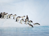 Gentoo Penguins Jumping Off Iceberg into Gerlache Strait