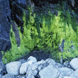 Algae Growing on Rock Cliff