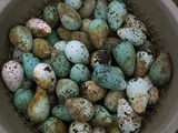 Tub of Guillemot Eggs