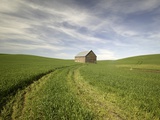 Old Barn in Wheat Field