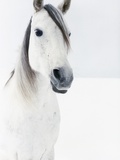 White Horse in Snow