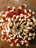 Chrysanthemum