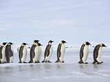 Line of Emperor Penguins