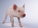 Yorkshire Piglet