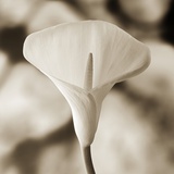 Calla Lily Against White Rocks