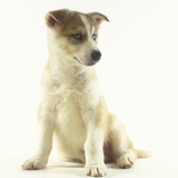 Siberian Husky Puppy