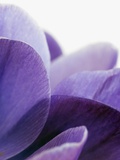 Crocus Petals