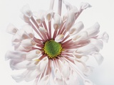 White Chrysanthemum