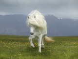 Icelandic Pony