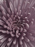 Close-Up of Faded Pink Chrysanthemum