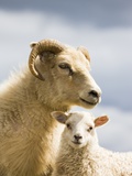 Adult Icelandic Sheep with Lamb
