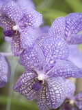 Rare Orchids For Sale Florida