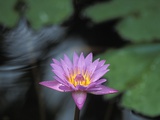 Lotus Flower