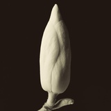 Single Magnolia Bud in Spring