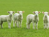 Four Lambs in Pasture