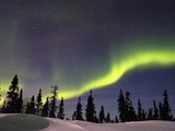 Aurora Borealis above Forest