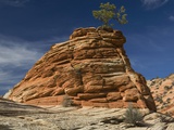 Pinyon Pine atop Sandstone Hoodoo