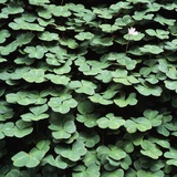 Clover