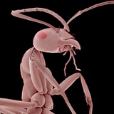 Ant