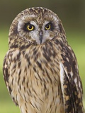 Short-eared Owl  British Columbia  Canada