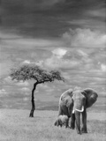 Adult African Elephant with Calf