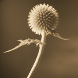 A Lone Thistle Against the Sky