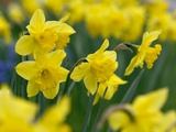 Yellow Daffodils