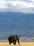 Elephant on Savanna in Ngorongoro Crater