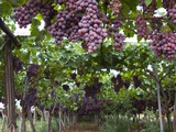 Red table grapes on vine in Basilicata