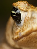 Toad in Costa Rica