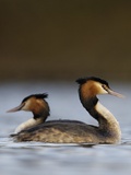 Pair of Great Crested Grebes