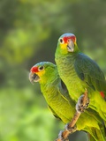 Red-lored parrots in Honduras