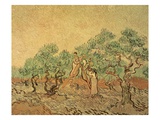 The Olive Grove