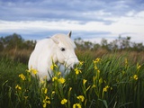 Camargue horse grazing on yellow iris