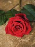 Single Red Rose on Stone Floor